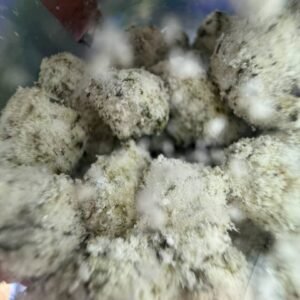 Bounty Farms Mystery Treasures Snow Caps 6 WhatsApp Image 2026 01 07 at 12.34.18 PM 1