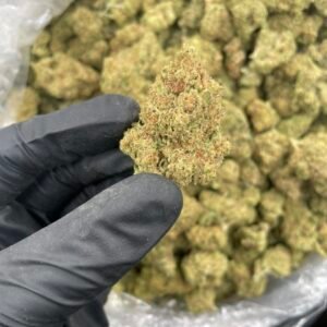 Jungle Cookies Strain