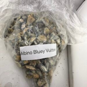 Albino Bluey Vuitton Mushroom