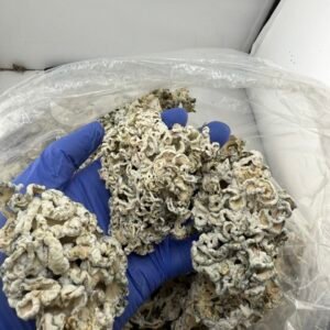 Enigmas Weed Strain